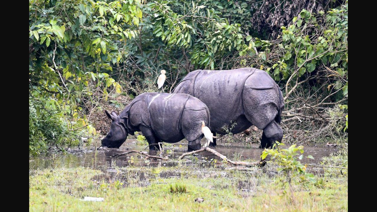 Indian rhino are being hunted for their valuable horns.